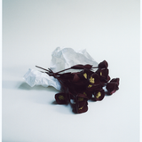 The Decorative Peony